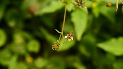 Bee on a leaf