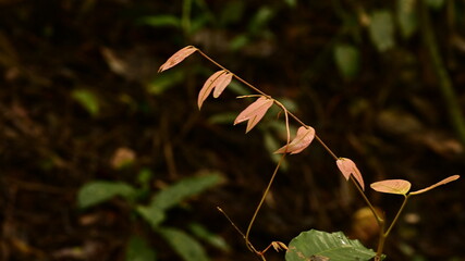 red and white flower