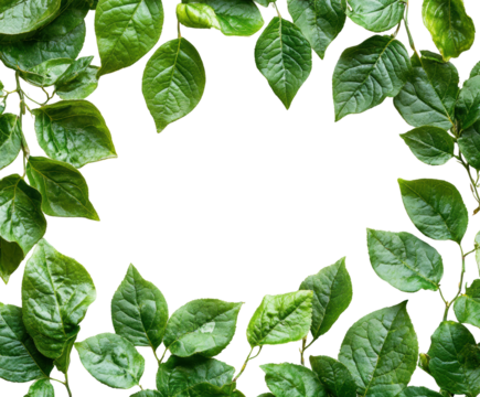 Lush green leaves frame nature closeup isolated on transparent background, png