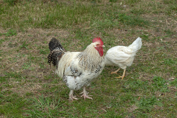 Rooster and hen on the lawn in Budva Montenegro. High quality photo