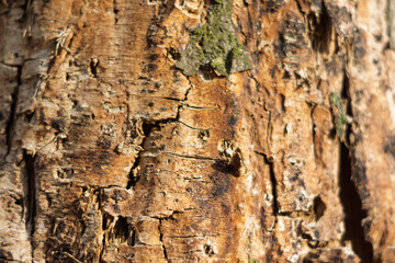 Detailed texture of tree bark illuminated by sunlight in nature