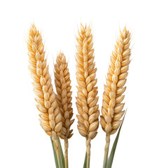 Harvesting wheat stalks farm field nature closeup isolated on transparent background, png