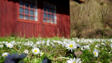 Gänseblümchen auf einer Wiese im Frühjahr. Im Hintergrund ein rotes Haus. © Doris