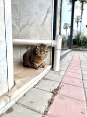 Fat cat in the entrance of apartment building at street