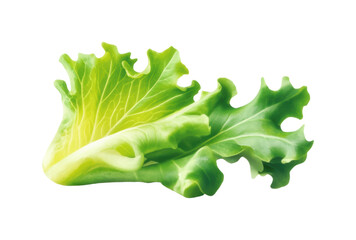 Harvesting fresh lettuce garden food isolated on transparent background, png