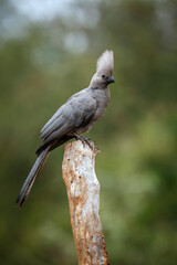 Grey go away bird standing on a log in Kruger National park, South Africa ; Specie Corythaixoides concolor family of Musophagidae 