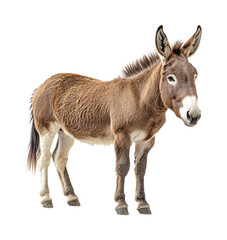 Fototapeta premium Playful donkey portrait studio animal joy isolated on transparent background, png