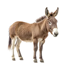  Playful donkey portrait studio animal joy isolated on transparent background, png © Luminara