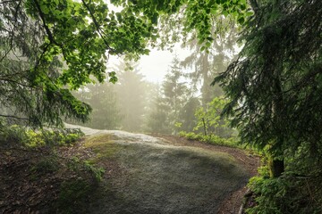 Serene forest scene with sunlight and mist.
