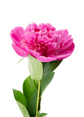 Purple peony isolated on white background
