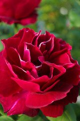 red rose close up