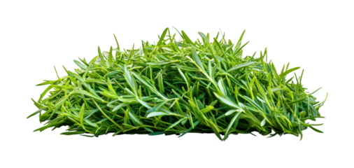 Harvesting fresh greenery nature plant isolated on transparent background, png