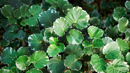 Close up fresh green leaves of Polyscias Balfouriana or Marginata or Balfour aralia growing in the tropical garden, glossy leaves