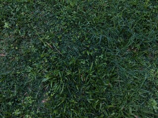 wet green grass texture background