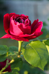 Bright red rose in bud &ndash; romantic floral background, luxury flower close-up, botanical beauty wallpaper