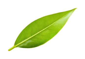 Healthy green leaf nature isolated on transparent background, png