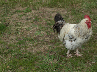 Rooster  on the lawn in Budva Montenegro. High quality photo