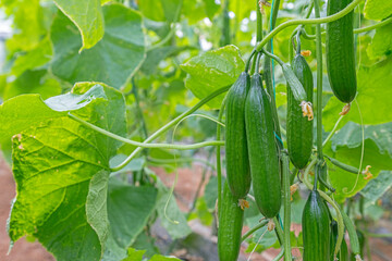Green colored fresh and tasty cucumbers on a cucumber plant in the field.