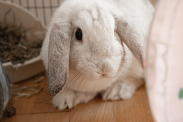 white rabbit on the floor