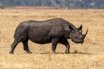 Obraz premium rhinocéros dans la réserve du Sérengeti en Tanzanie