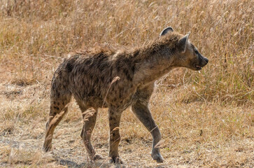 Fototapeta premium hyène dans la réserve du Sérengeti en Tanzanie