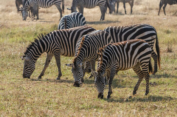 zèbres dans la réserve du Sérengeti en Tanzanie