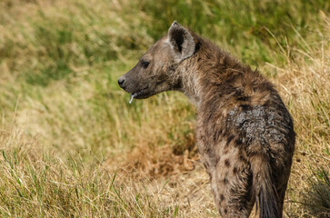 hy&egrave;ne dans la r&eacute;serve du S&eacute;rengeti en Tanzanie