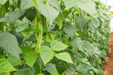 Green colored fresh and organic beans on a bean plant in the field.