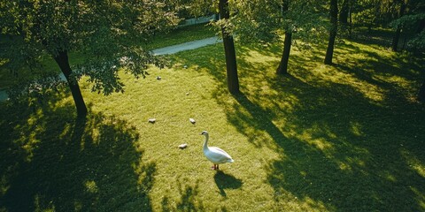 White Bird on Green Field