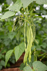 Green colored fresh and organic beans on a bean plant in the field.