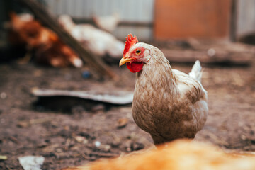 Clucking Hen Exploring the Farmyard During a Sunny Day in Rural Countryside
