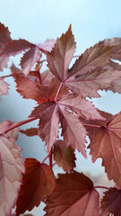 Red Leaved Hibiscus or Hibiscus acetosella African Rosemallow, Cranberry Hibiscus, False Rosella Maroon Mallow, herbal plant, Maple shape leafs