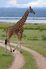 giraffe walking in the savannah