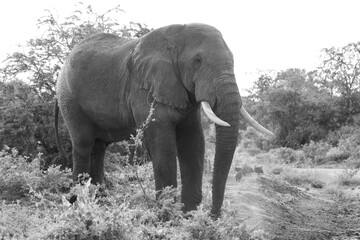 Black and White Elephant