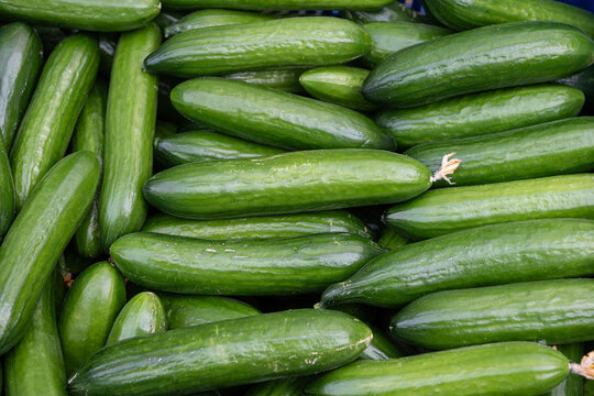 The delicious cucumbers harvested in the field are stacked in packages for sale. Close-up.