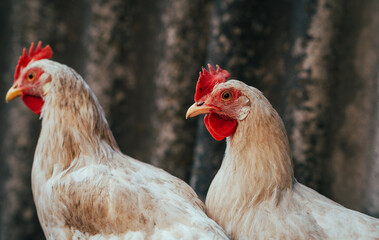 Two chickens stand closely together showcasing their distinctive feathers and vibrant combs in a natural environment under bright daylight They appear serene and observant