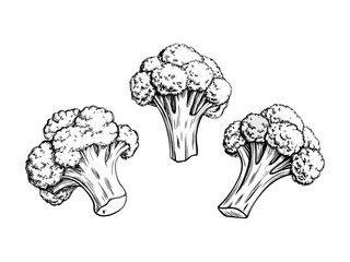 Hand-drawn sketch illustration of broccoli. Detailed and classic design, perfect for packaging, branding, farmers' markets, menus, and botanical prints. Ideal for organic and healthy food designs