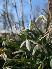 Fototapeta premium Natur, Frühling 