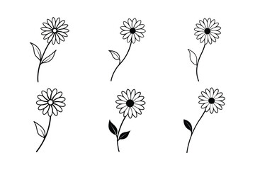 Daisy (Bellis perennis) line art vector illustration © Helal