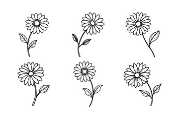 Daisy (Bellis perennis) line art vector illustration © Helal