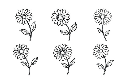 Daisy (Bellis perennis) line art vector illustration