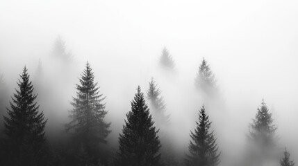 Obraz premium A serene scene of towering pine trees shrouded in soft fog invites an appreciation of nature's beauty within its untouched wilderness