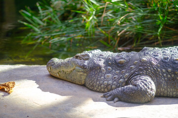A crocodile is comfortably laying on the sunlit ground next to a pond