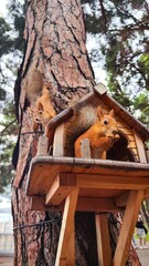2 squirrels on a tree near the feeder, squirrel eats nuts © Екатерина Велигура