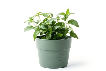 Fototapeta premium Houseplant in a pot isolated on white background with clipping path.