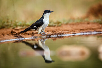 Obraz premium Pied Cuckoo standing along waterhole with reflection in Greater Kruger National park, South Africa ; Specie Clamator jacobinus family of Cuculidae