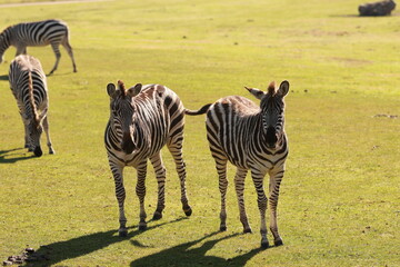 zebras in wild
