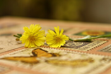 tiny yellow flowers on a vintage book 