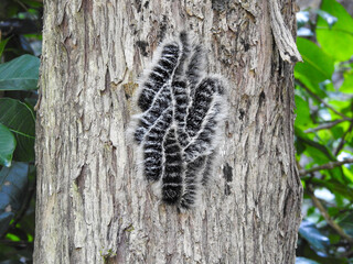 Close-up of a tree trunk with a cluster of caterpillars clinging to it. 