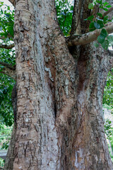 Kandy, Central Province, Sri Lanka